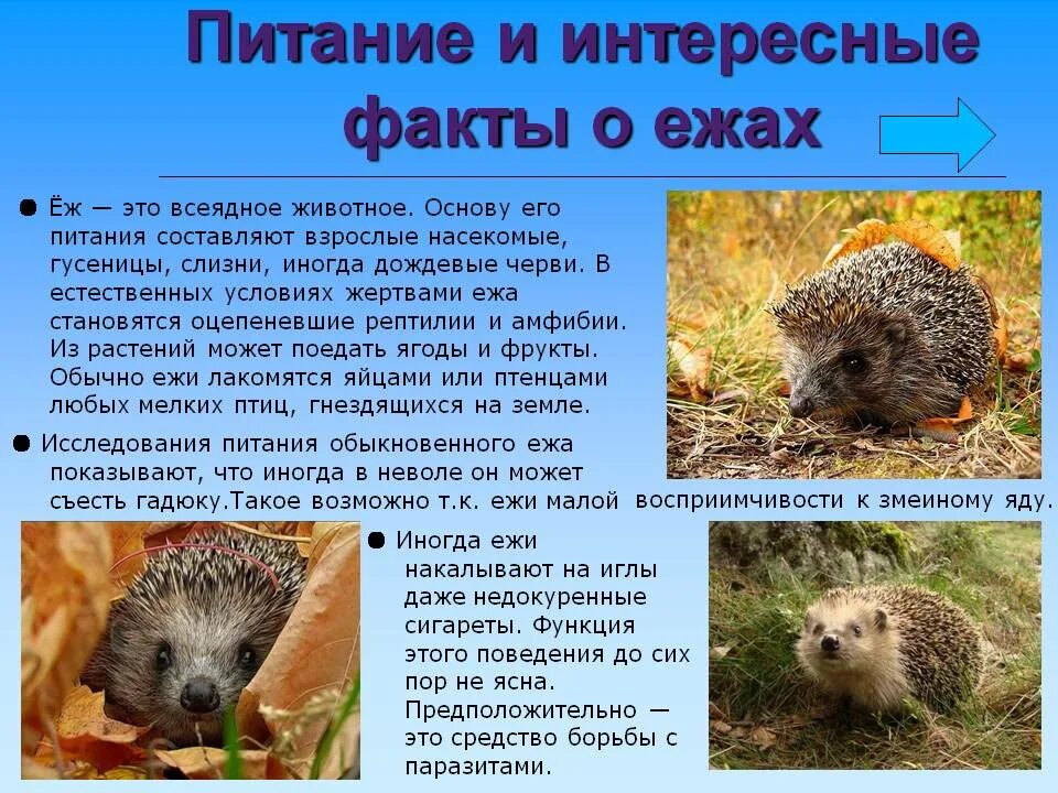 Описание ежа 2 класс. Интересные факты о ежах. интересные факты про ежа. интересные сведения о еже. сообщение о ежике.