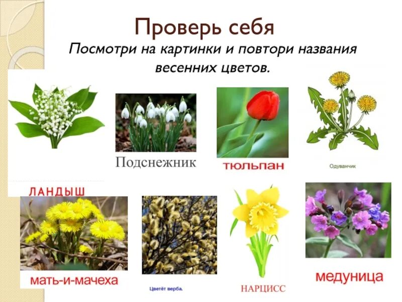 Какие растения часто встречаются. Весенние цветы названия. растения весенних цветников названия. весенние цветы с названиями для детей. названия весенних цветов с картинками.