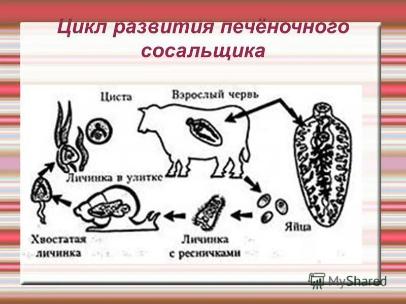 Цикл развития печеночного сосальщика. Цикл развития печеночного сосальщика схема. Стадии жизненного цикла печеночного сосальщика. Схема жизненного цикла печеночного сосальщика. Цикл развития червей сосальщиков