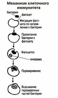 Механизм иммунитета схема
