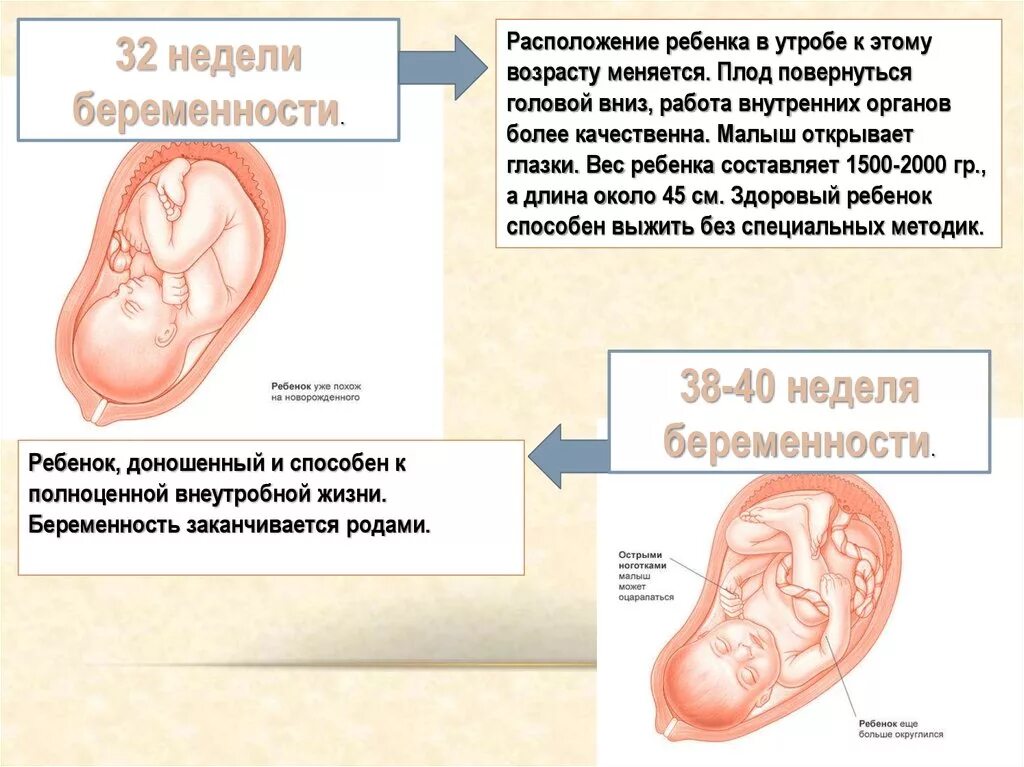 Положение ребенка в животе. Расположение плода по неделям. Расположение ребенка на 32 неделе беременности. Расположение малыша в животе. 32 неделя беременности размеры