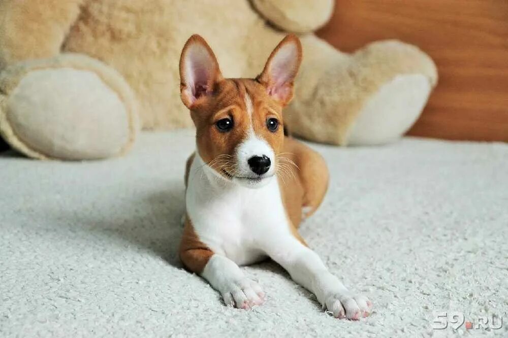 20 Non Shedding Non Barking Dogs: Care, Temperament, Cost - Pet Spruce