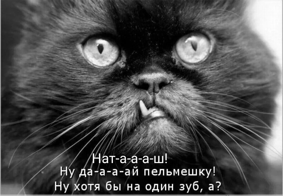 Злой кот нет. Злой кот. злой черный кот. черный котик с клыками.