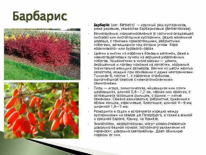 микс сортовых барбарисов тунберга - купить по выгодным ценам в интернет-магазине