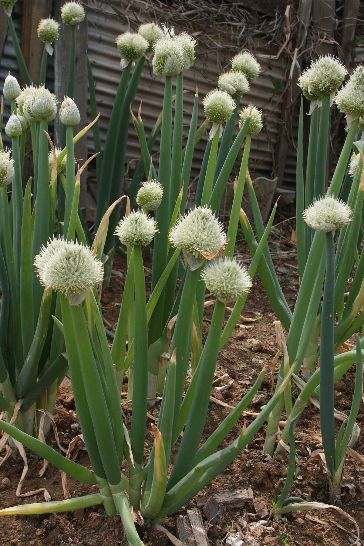 Лук-батун. Аллиум Рокамболь. Многолетний лук батун. Рокамболь (Allium scorodoprasum). Декоративный чеснок фото