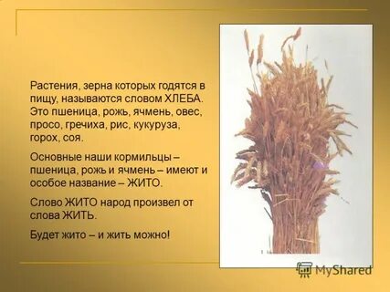 Как правильно пишется слово пшеница