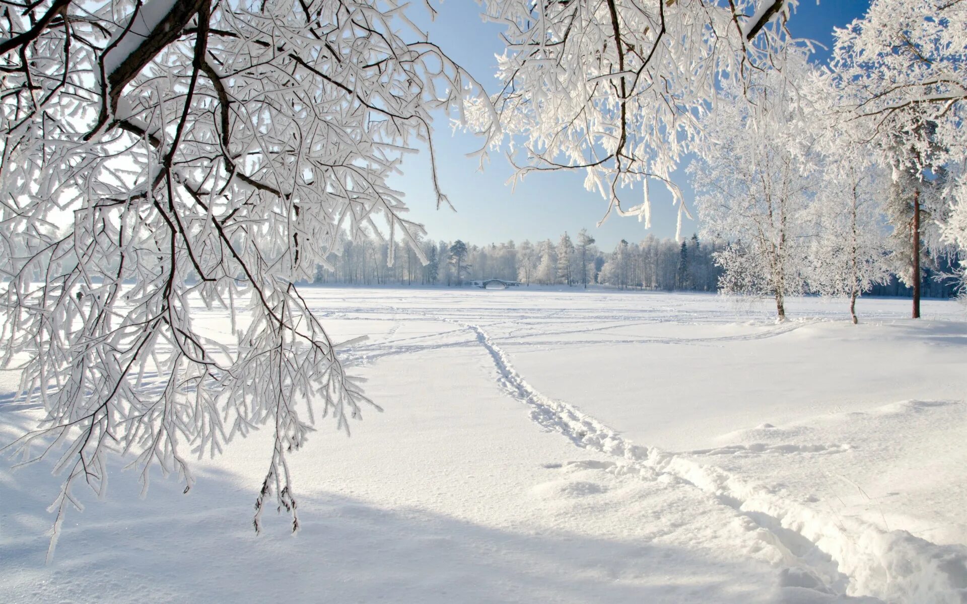 Картинка зима природа. Зима снег. Зимний пейзаж. Белоснежная зима. Снежный пейзаж.