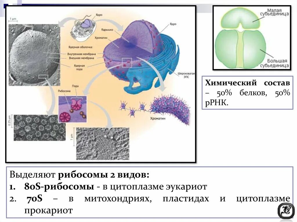 Рибосом и их функции. Рибосомы эукариот. немембранные органоиды прокариотической клетки. белки синтезируются на рибосомах. образование рибосом происходит в.