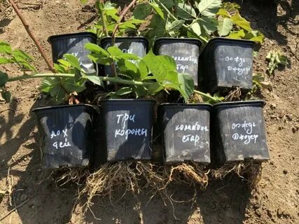 Саженцы с закрытой корневой системой
