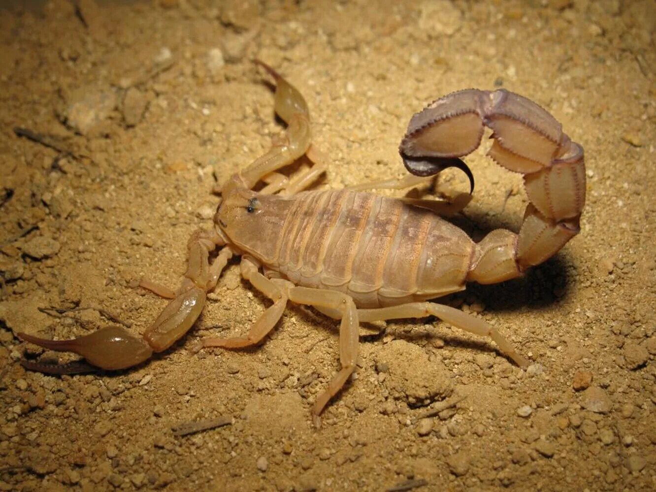 где живут скорпионы. итальянский скорпион euscorpius italicus. скорпион пандинус император. гвинейский императорский скорпион. где живут скорпионы.