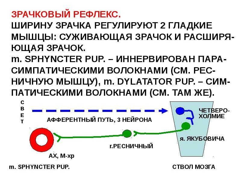 Зрачковый рефлекс физиология. Рефлекторная дуга расширения зрачка схема. Механизм зрачкового рефлекса. Рефлекторная дуга зрачкового рефлекса.