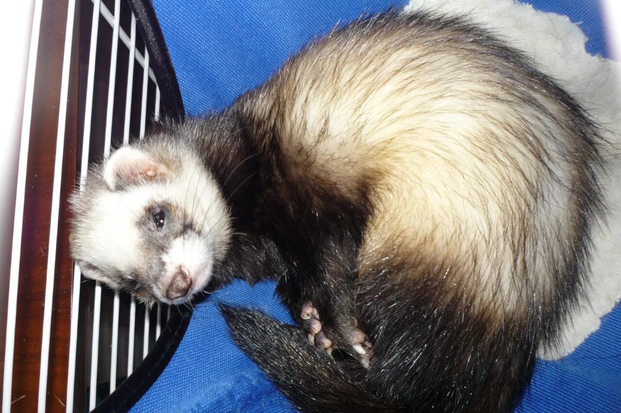 Хорек в домашних условиях. Стоит заводить хорька. Стоит заводить хорька. Плюсы и минусы заводить хорьков. Можно ли заводить хорька.