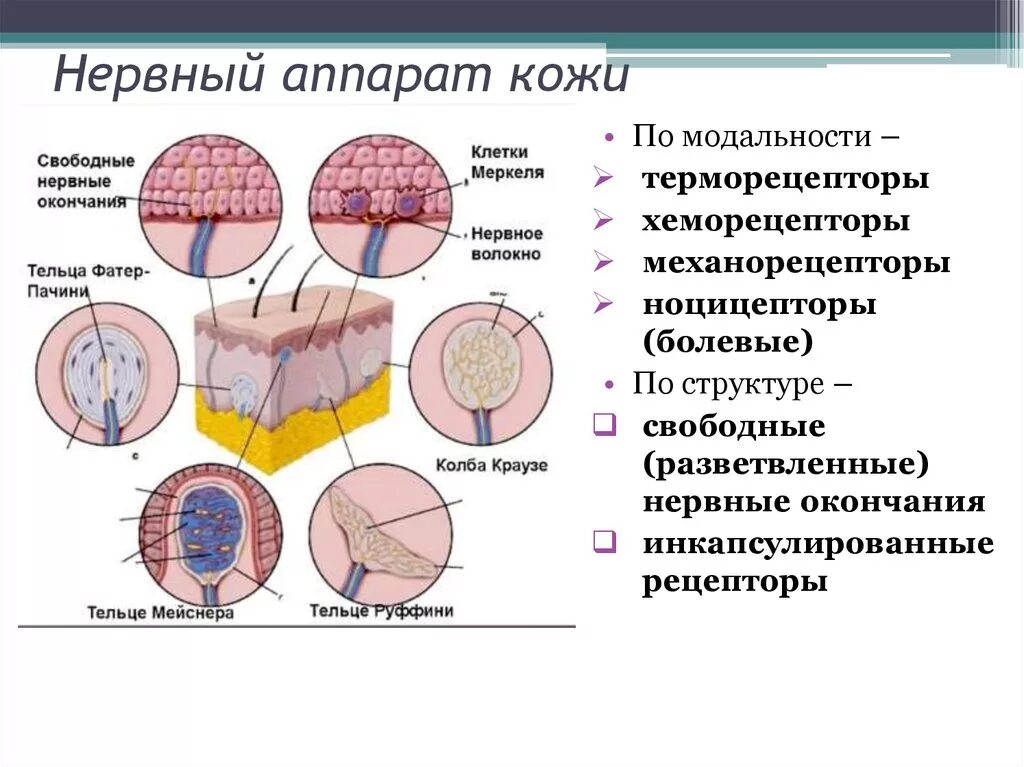 Кожа схема эпидермис дерма. Функция аппарата кожи. Строение кожи эпидермис биология. Дерма кожи строение функции. Строение кожи тактильные рецепторы.