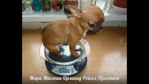 Весы чихуахуа