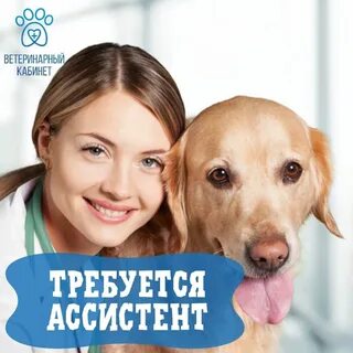 Вакансии в ассистент ветеринарного врача