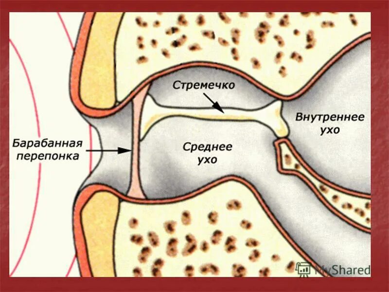 Слух рептилий. Строение органа слуха земноводных. Орган слуха лягушки. Среднее ухо амфибий. Внутреннее и среднее ухо у земноводных.