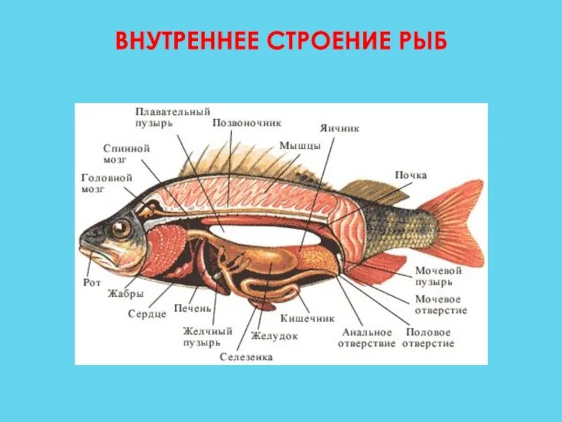 Как устроена рыба