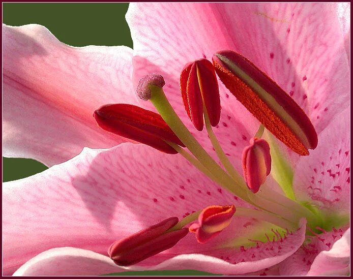 Lily 2