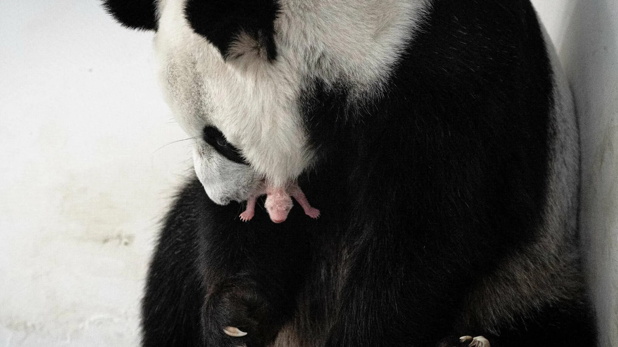 Московская панда с детенышем. Детёныш панды в Московском зоопарке. Панда с детёнышем. Панды lbntyso. Панда в Московском зоопарке.