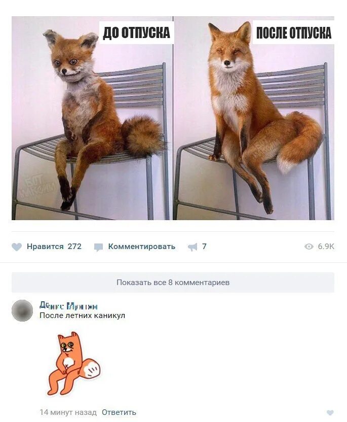 Мем работа после отпуска. Лиса до отпуска и после отпуска. лиса до и после отпуска. лисичка до отпуска и после. упоротый лис отпуск.