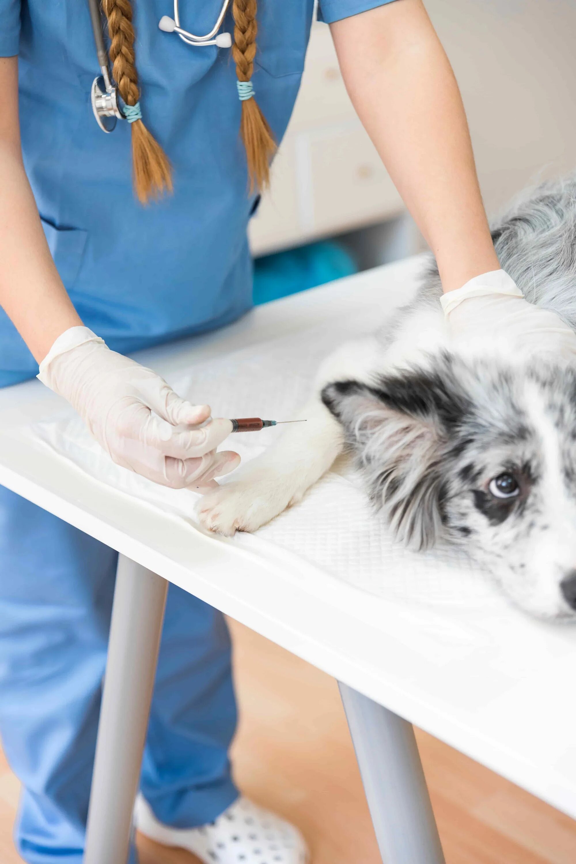 Ветеринар на дом. Ветеринарные уколы на дому profvet. Ветеринарный дом. Ветеринарные уколы на дому profvet. Ветеринар укол.