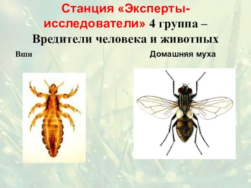 Вши головная платяная лобковая. Медицинское значение ышнй. Вши значение в природе и жизни человека. Значение вшей в природе и жизни человека. Роль насекомых в природе кратко.