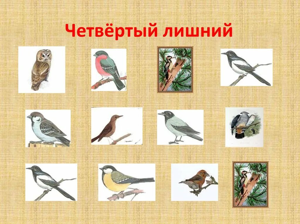 Презентация ко дню птиц для дошкольников. Международный день птиц. международный день птиц картинки. презентация день птиц для дошкольников.