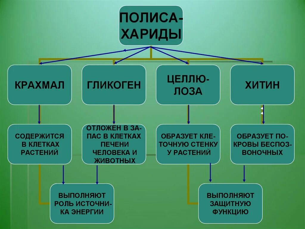 Органические вещества клетки. Органические вещества и их функции.