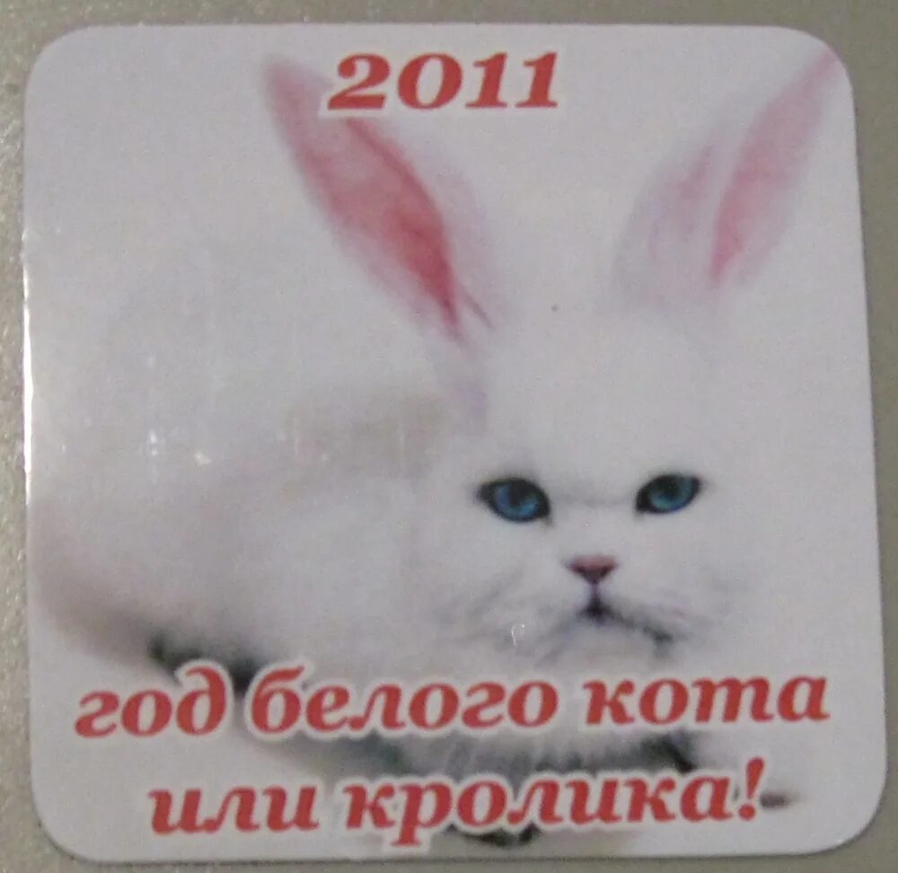 Родились в год кота. Год кота и кролика. Год кота и кролика 2011. Год кролика или кота. Год кролика год кота.