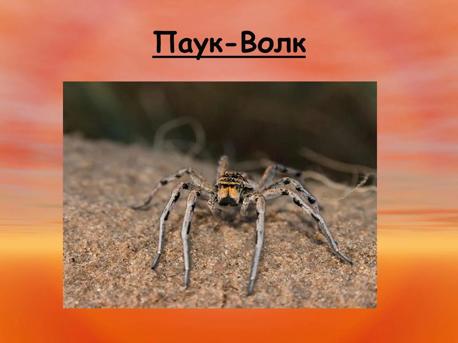 Паук волк описание. Паук волк систематика. пауки презентация для дошкольников. презентация паук волк. проект на тему паукообразные.