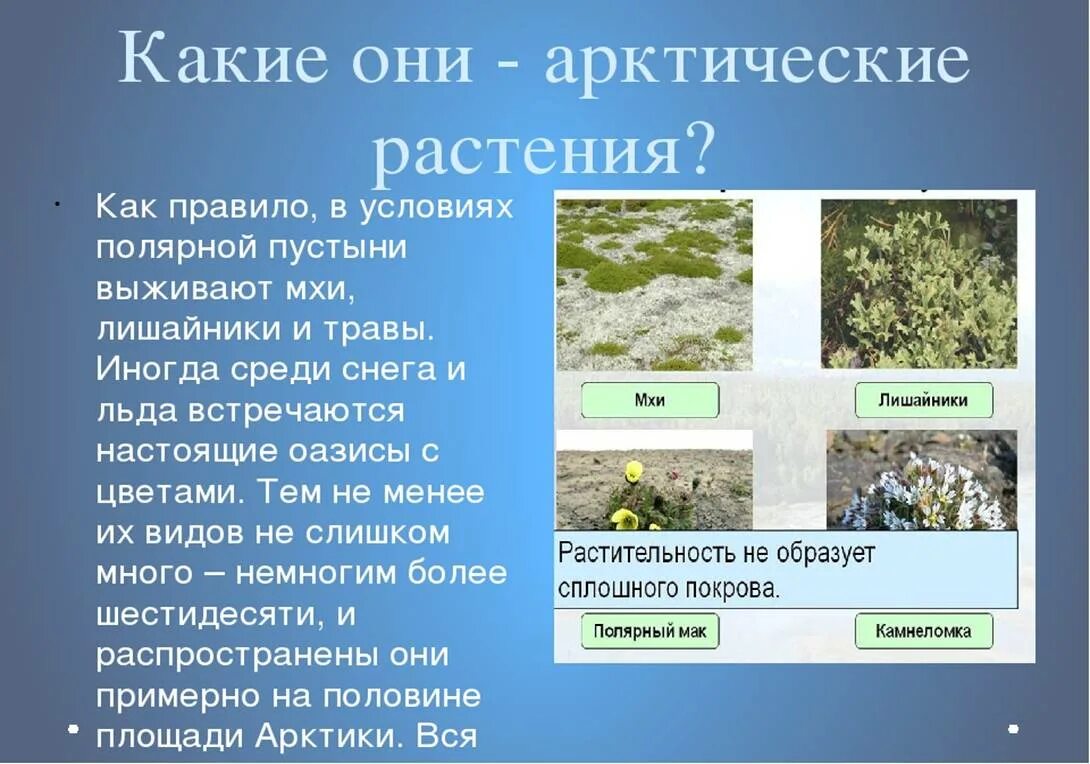 Арктические пустыни растения. Растительный мир Арктики. Растительность арктических пустынь. Растительный мир арктических пустынь. Растения в арктических и антарктических пустынях