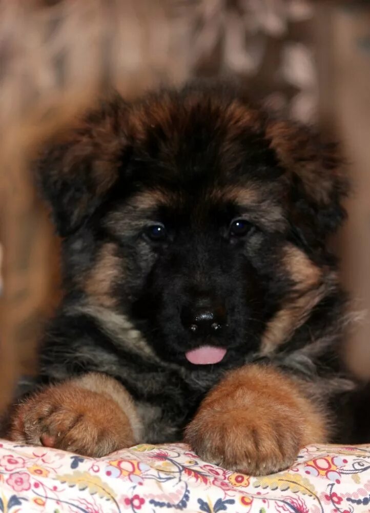 собака немецкая овчарка щенок. элитные щенки немецкой овчарки. кутята немецкой овчарки. кутята немецкой овчарки. щенки немецкой овчарки москва.