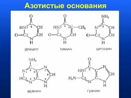 Входит в состав азотистых оснований и аминокислот