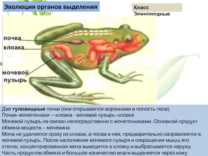 Выполняемая функция земноводных. Выделительная система лягушки 7 класс. туловищные и тазовые почки у лягушки. земноводные туловищные почки. выделительная система земноводных 7 класс.