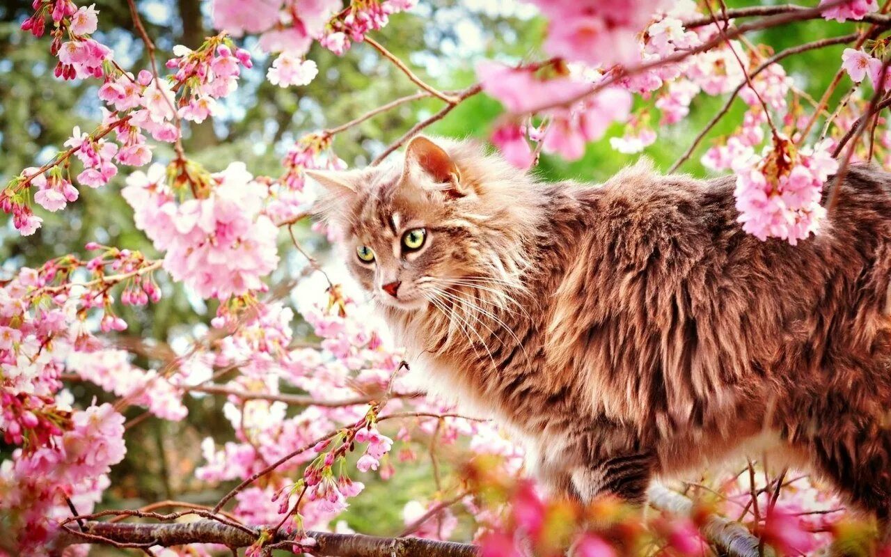 Весенняя кошечка. Весенняя кошка. Кошки весной. Кот на цветущем дереве.