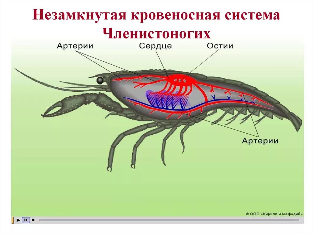 Какой тип кровеносной характерен для членистоногих