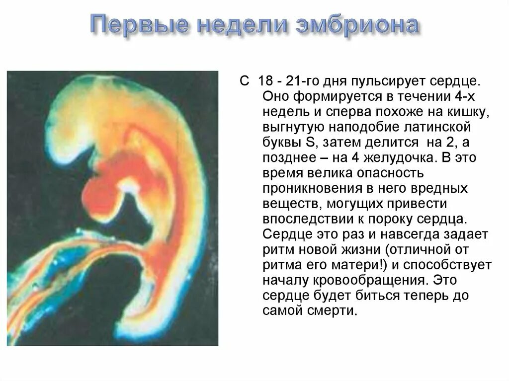 Течение 3 х недель. 7 Сутки развития эмбриона.