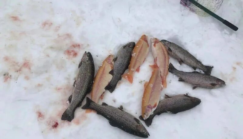 Опытная станция калуга форель рыбалка. Калужская форель опытная. Калужская форель опытная. Калуга форель рыбалка. Калужская форель опытная.