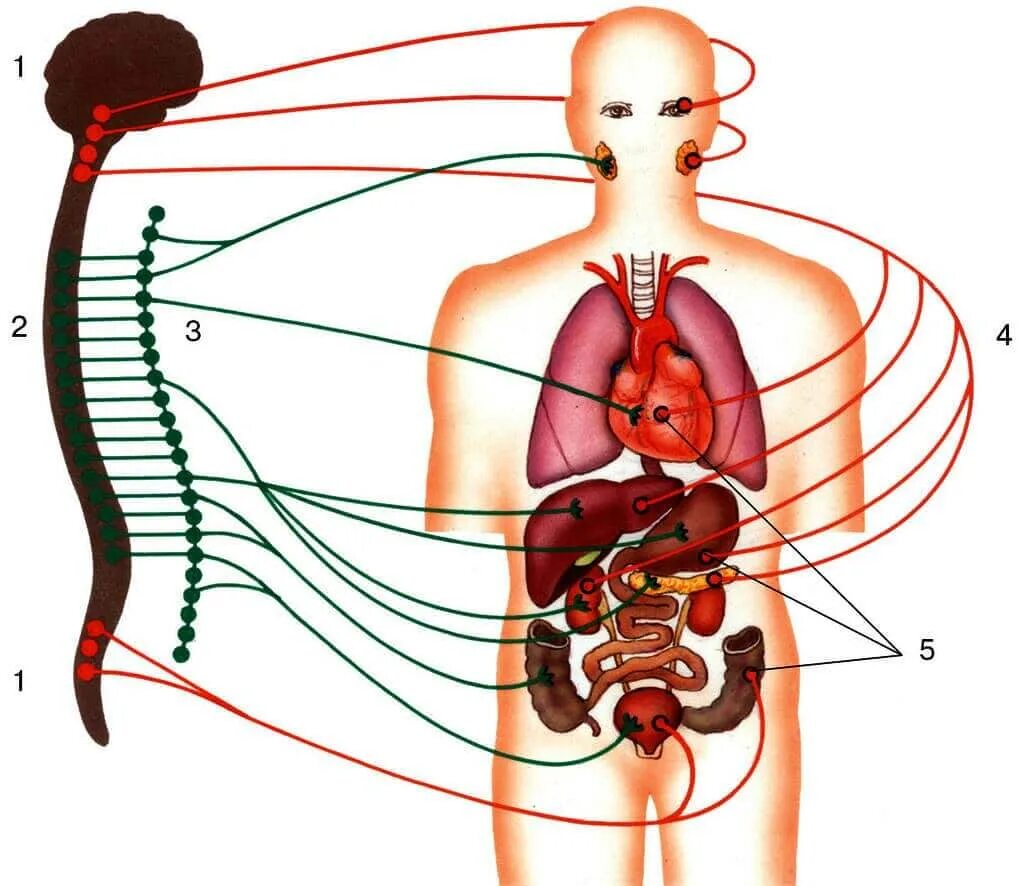 Органы мс. Вегетативная автономная нервная система. Вегетативная нервная система ВНС. Автономная нервная система схема. Схема строения автономной вегетативной нервной системы.