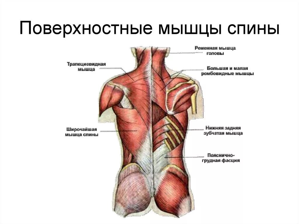 Мышцы туловища поверхностные мышцы спины. Глубокие мышцы спины сбоку. Главная мышца тела