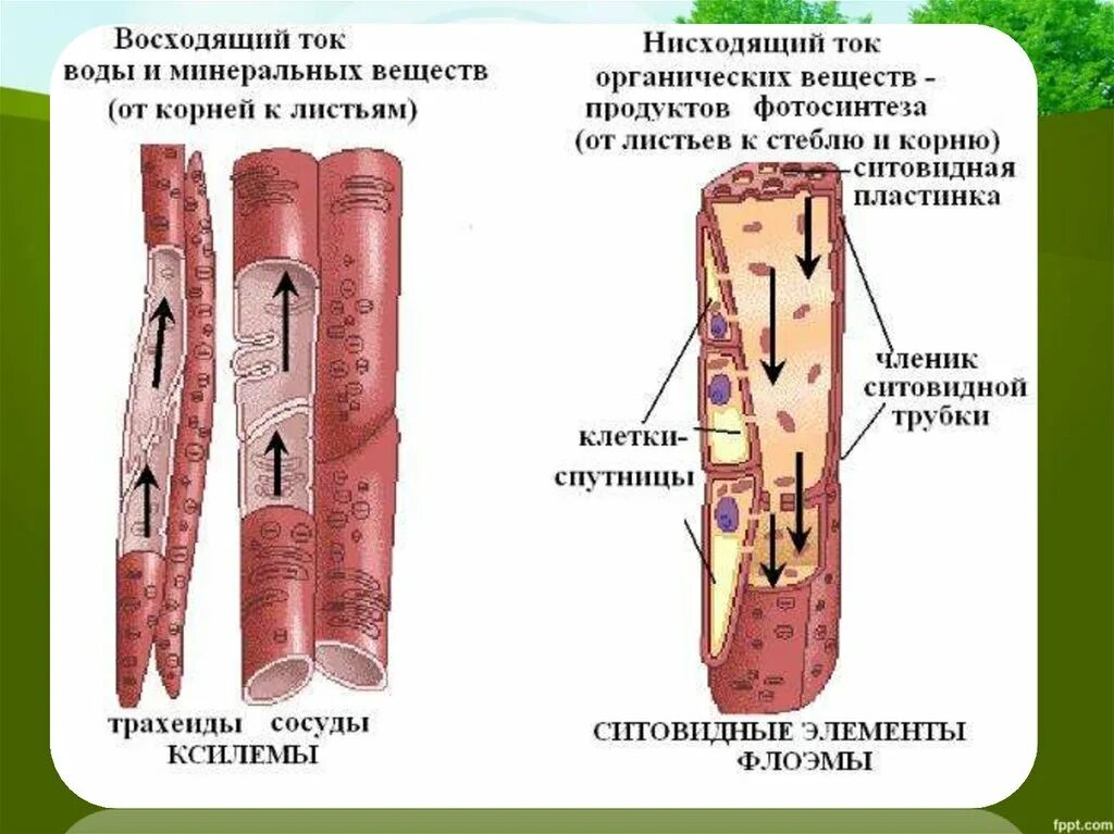 Нисходящий ток у растений