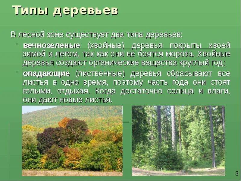 Органический мир лесов. Растительный мир зоны лесов. Леса России растительный мир. Умеренные лиственные леса. Леса умеренного пояса растительный мир.