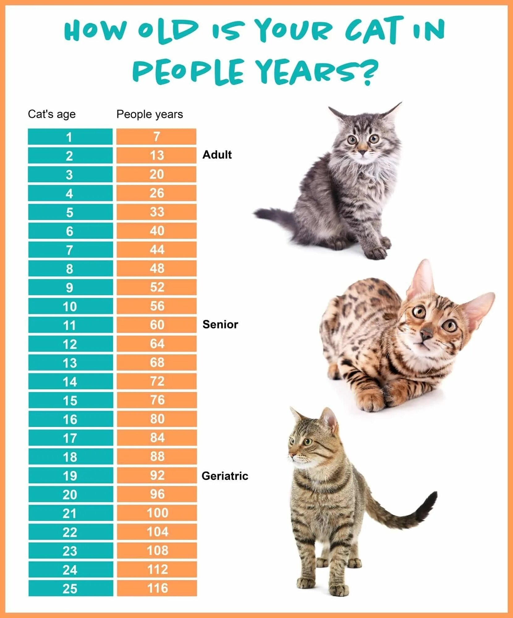 Размер домашней кошки. Размер кошки. Размер кошки домашней. Таблица размеров для кошек. Возраст кошек.