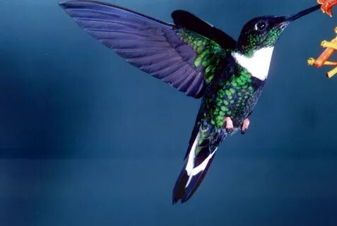 Zelu hummingbird