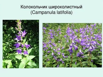 Систематика колокольчика