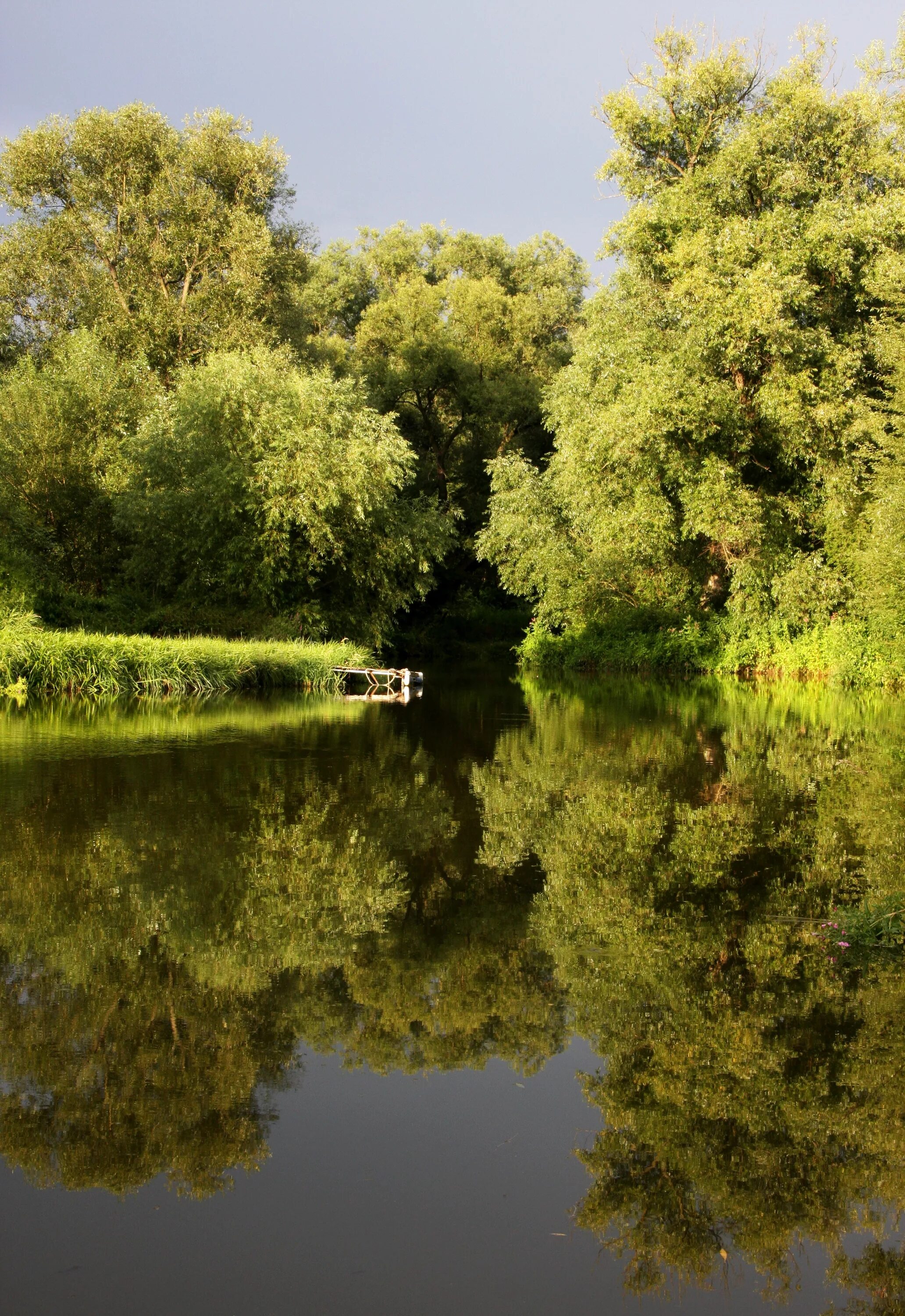 Деревья смотрят в воду. Дерево у воды. Природа река деревья. Отражение деревьев в воде. Дерево у реки.