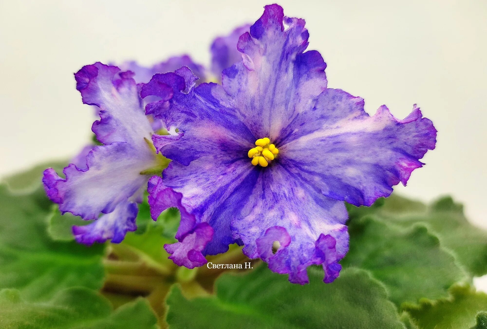 фиалка нд уральские самоцветы. нд уральские самоцветы. сорт фиалки уральские самоцветы. фиалка уральские самоцветы люкс. нк уральские самоцветы фиалка.