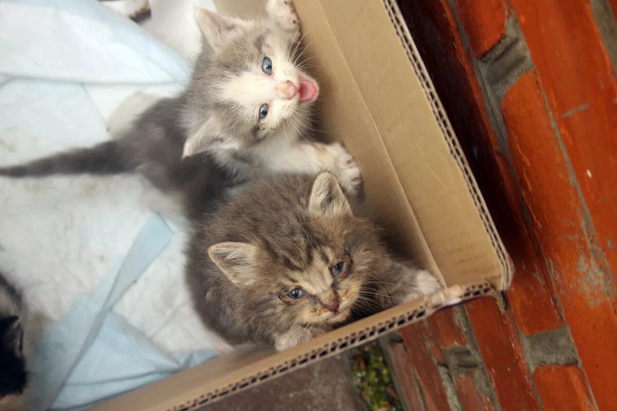 Когда у котят открываются глаза. Мусьми котяшки векьтор. котята у нас в угличе их. когда котята открывают глаза дворняжки. три котенка ждут хозяев раиса журавлева.