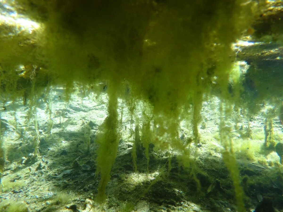 Воздух в водорослях. Нейстонные водоросли. Цветение воды водоросли цианобактерии. Озерные водоросли. Ядовитые водоросли.