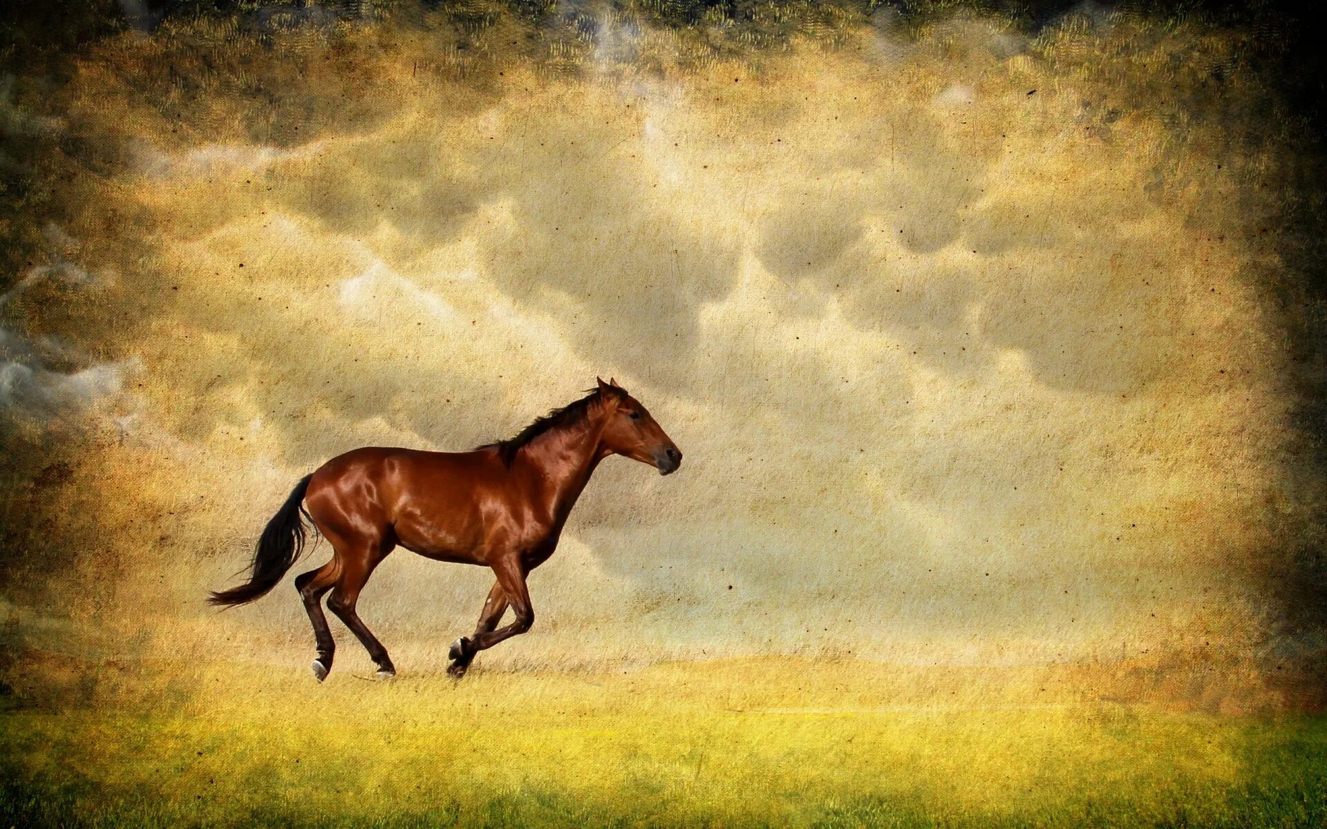 Фон лошади. Обои на рабочий стол лошади. Картинки лошадей. Фон кони. Лошадь красивые слова